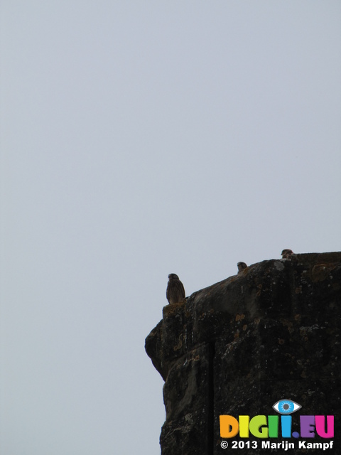 SX28442 Kestrel (Falco tinnunculus) with young on castle turret